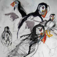 drawings of puffins