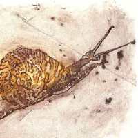 etching of a snail