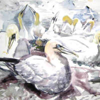 painting of gannets nesting
