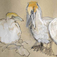 drawing of a gannet